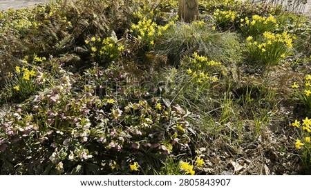 Field of Cowslips Blooming in the Spring