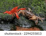 A field crab (Parathelphusa convexa) is ready to attack a crayfish (Cherax quadricarinatus) when they meet on a moss-covered rock by a river. Both of these animals like to prey on small fish.