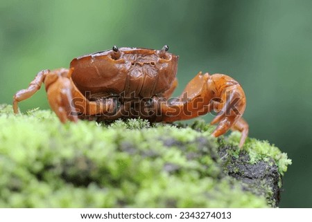 A field crab shows an expression ready to attack. This animal has the scientific name Parathelphusa convexa. 