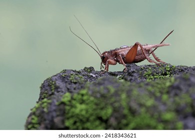 A field cricket is foraging on a moss-covered ground. This insect has the scientific name Gryllus campestris.