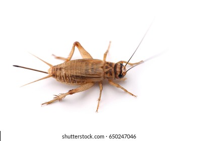 Body Bug Images, Stock Photos & Vectors | Shutterstock