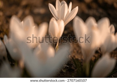 A field of crocus flowers, close-up, in spring