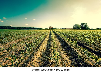 Field crops leading to a farm house - Shutterstock ID 190126616