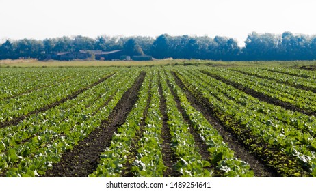 A Field Of Crops With Single Point Perspective Or Vanishing Point