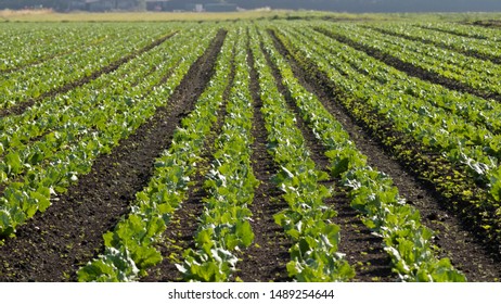 A Field Of Crops With Single Point Perspective Or Vanishing Point