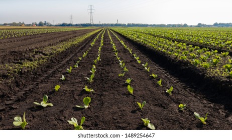 A Field Of Crops With Single Point Perspective Or Vanishing Point