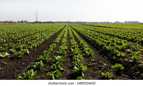 A Field Of Crops With Single Point Perspective Or Vanishing Point