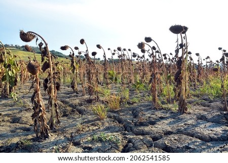 Field of cultivation of dry sunflowers due to drought.