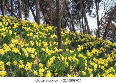 Field of daffodil flowers blossoming around pine trees in Yu Gi Bang Gaok in Seosan, South Korea. Famous tourist attraction in spring.