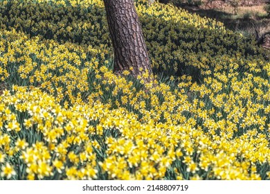 Field of daffodil flowers blossoming around pine trees in Yu Gi Bang Gaok in Seosan, South Korea. Famous tourist attraction in spring.
