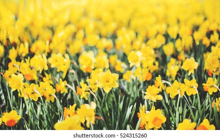 Field Of Daffodils