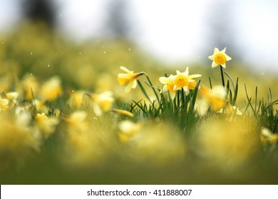 Field Of Daffodils In The Rain