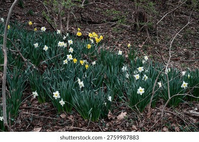 A field of Daffodils in Spring bloom                               
