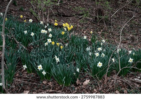 A field of Daffodils in Spring bloom                               