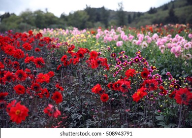 Field Of Dahlias On A Flower Farm