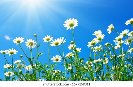 Field Of Daisies, Blue Sky And Sun.