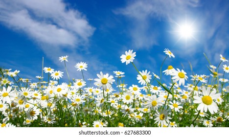 Field Of Daisies, Blue Sky And Sun.