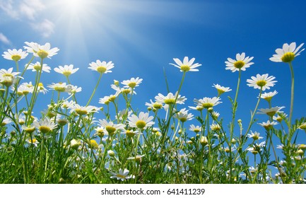 Field Daisies Blue Sky Sun Stock Photo 639802045 | Shutterstock