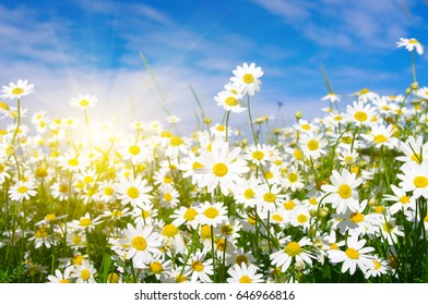 Field Daisies Blue Sky Sun Stock Photo 646966816 | Shutterstock