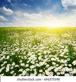 Field Daisies Blue Sky Sun Stock Photo 696375598 | Shutterstock