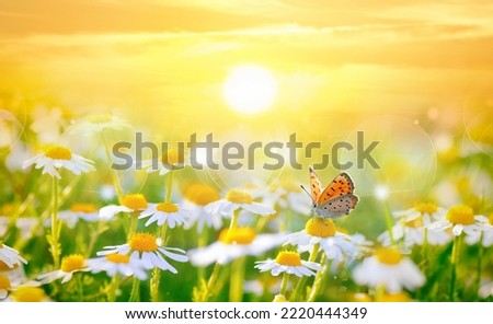 Field of daisies in golden rays of the setting sun in spring summer nature with an orange butterfly outdoors, close-up macro. Shot with soft selective focus.