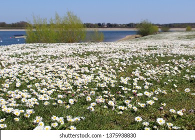 Field Of Daisies Next To Alton Water, Suffolk