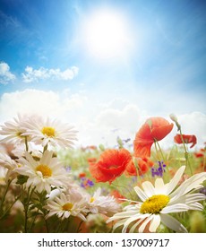 Field of daisies, sky and sun.
