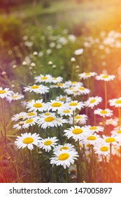 Field Of Daisies And Sunshine