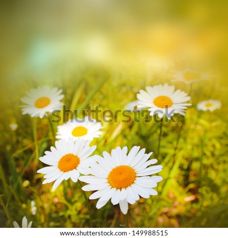 Similar – Multicolored Flowers Daisy