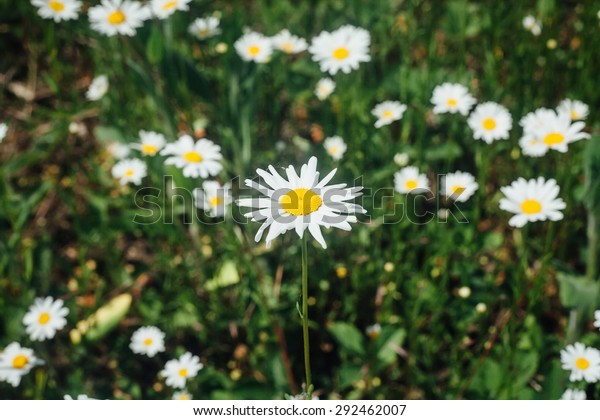 field of daisies vintage