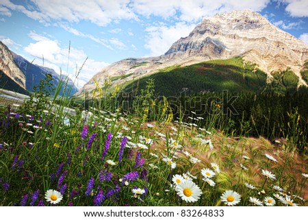 Field of daisies and wild flowers with Rocky Mountains in background