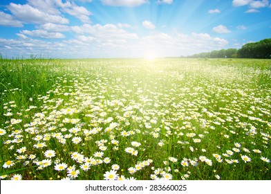 Field Daisiesblue Sky Sun Stock Photo 283660025 | Shutterstock