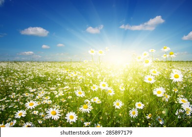 16,039 Sunrise daisy field Images, Stock Photos & Vectors | Shutterstock