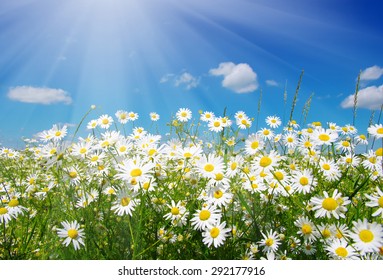 Field Daisiesblue Sky Sun Stock Photo (Edit Now) 281640782