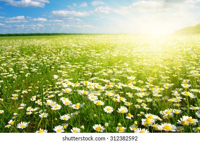 16,039 Sunrise daisy field Images, Stock Photos & Vectors | Shutterstock