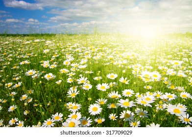 16,039 Sunrise Daisy Field Images, Stock Photos & Vectors 