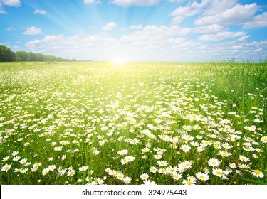 16,039 Sunrise daisy field Images, Stock Photos & Vectors | Shutterstock