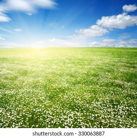 Field Of Daisies,blue Sky And Sun.