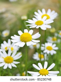 Field Of Daisy Camomile (Matricaria Recutita)