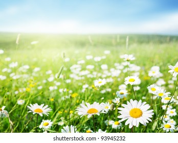 field of daisy flowers