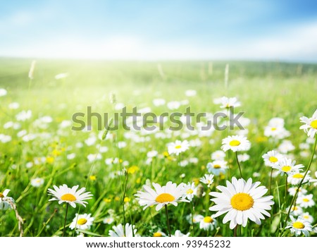 Similar – Image, Stock Photo Bright yellow fields of daffodils in bloom near the Dutch city of Alkmaar in the Netherlands