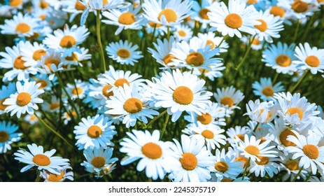 field of Daisy flowers during Spring in the Netherlands, white daisy flower background