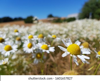 Field Of Daisy Flowers In Skåne, Sweden