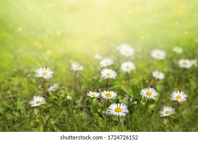 Field of daisy flowersшт in sun light. 