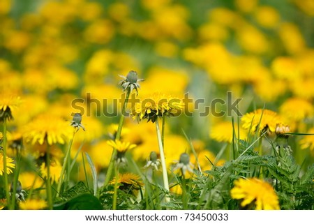 Similar – Yellow wildflowers on a riverbank in the evening light