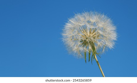 Field Of Dandelions Against Blue Sky. Dandelion Seed Head In A Field Of Tall Grass. Dandelion Seed Heads In A Grassy Field On A Sunny Day. Slow motion. - Powered by Shutterstock