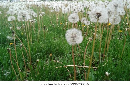 Field Of Dandelions, Right Before They Blow Away