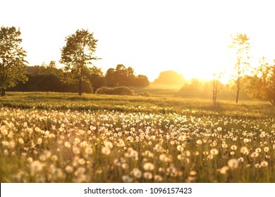 Field of dandelions in the sunset