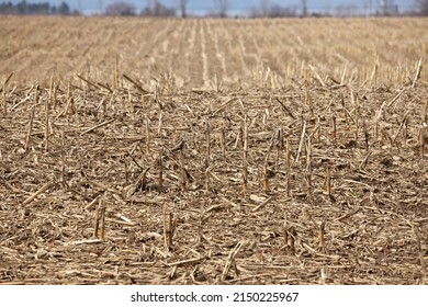 Field Of Dead Cornstalks And Corn Stubble In Spring