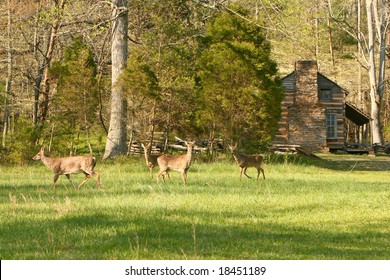 Field Of Deer In Cades Cove